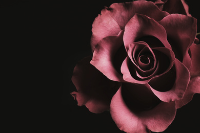 Photo of Beautiful rose on black background, closeup. Floral card design with dark vintage effect