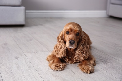Cute Cocker Spaniel dog lying on warm floor indoors, space for text. Heating system