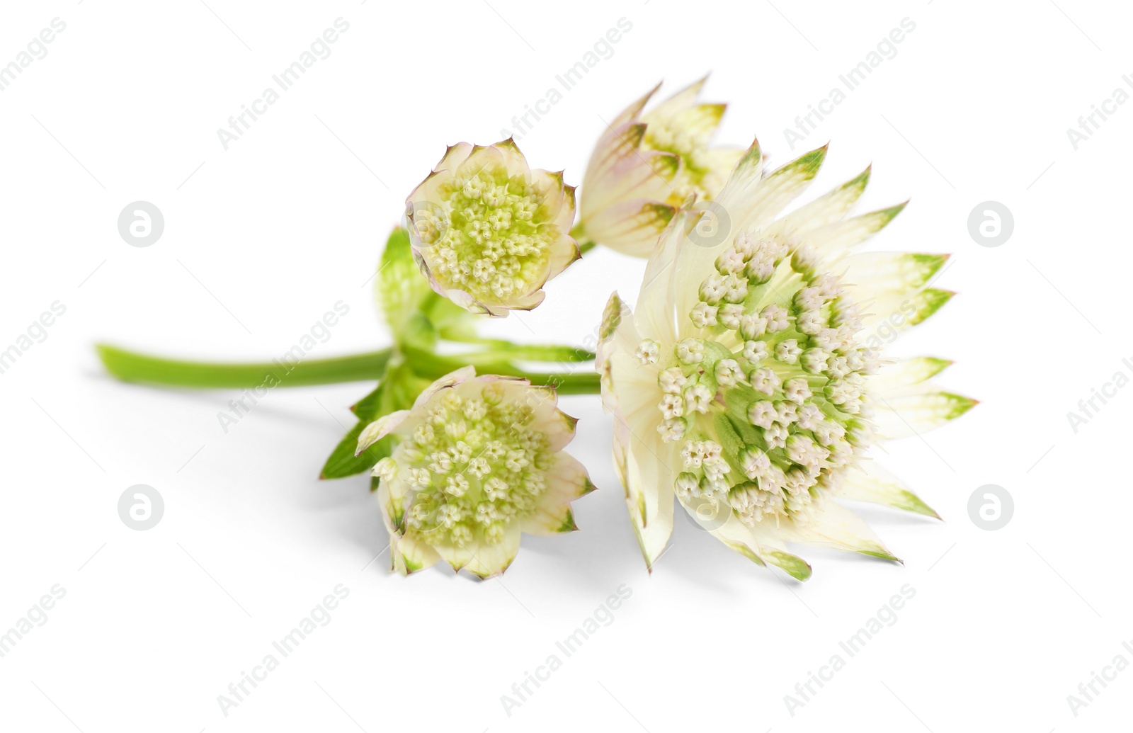 Photo of Beautiful fresh astrantia flowers isolated on white