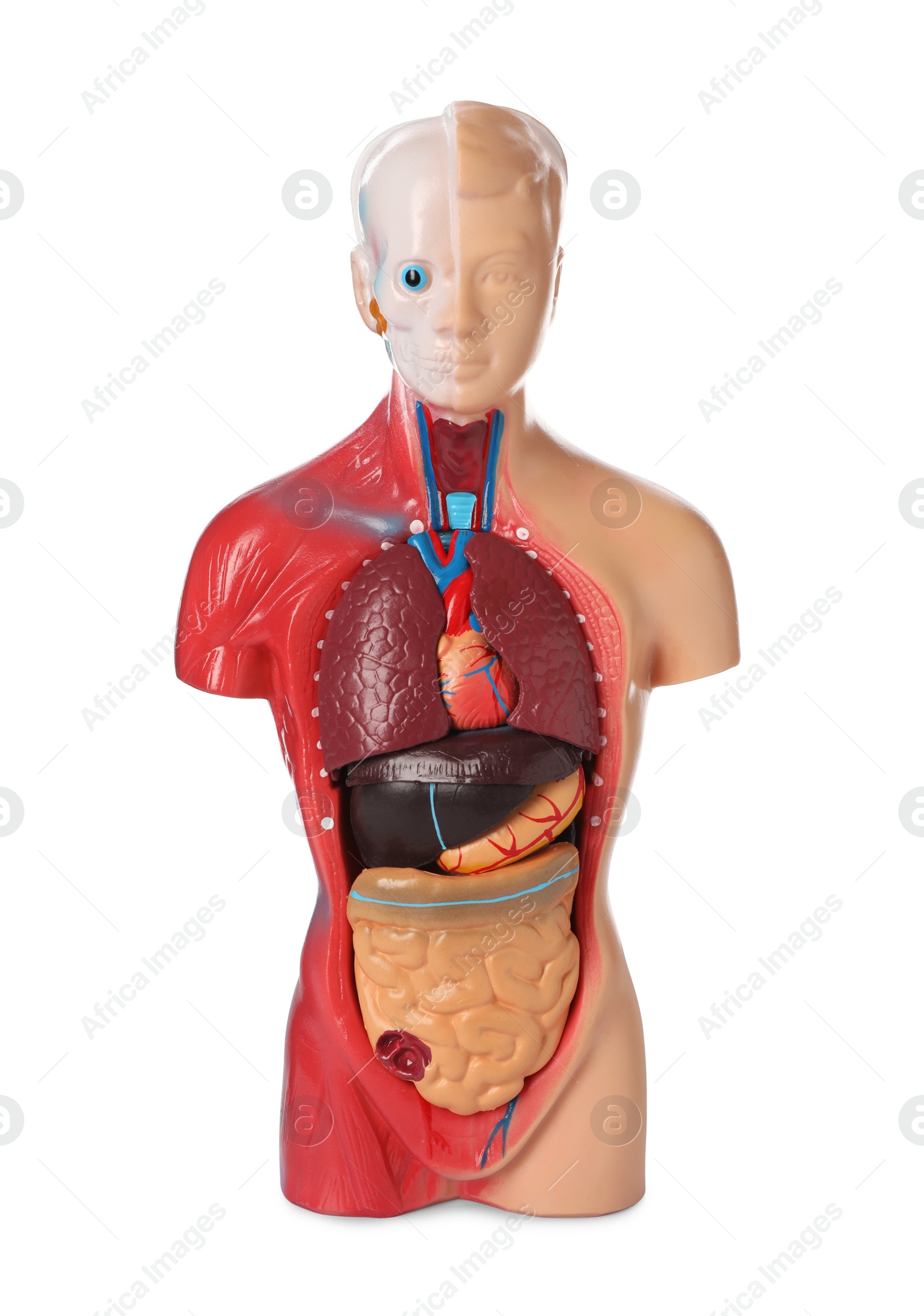 Photo of Human anatomy mannequin showing internal organs isolated on white