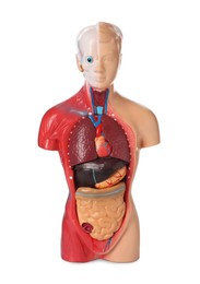 Photo of Human anatomy mannequin showing internal organs isolated on white