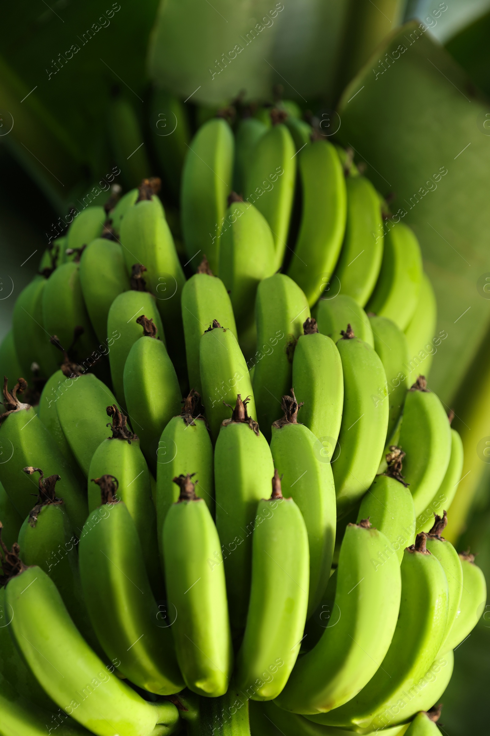 Photo of Unripe bananas growing on tree outdoors, low angle view