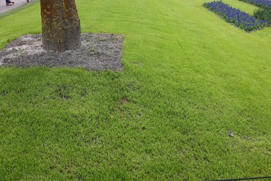 View of beautiful green lawn in park