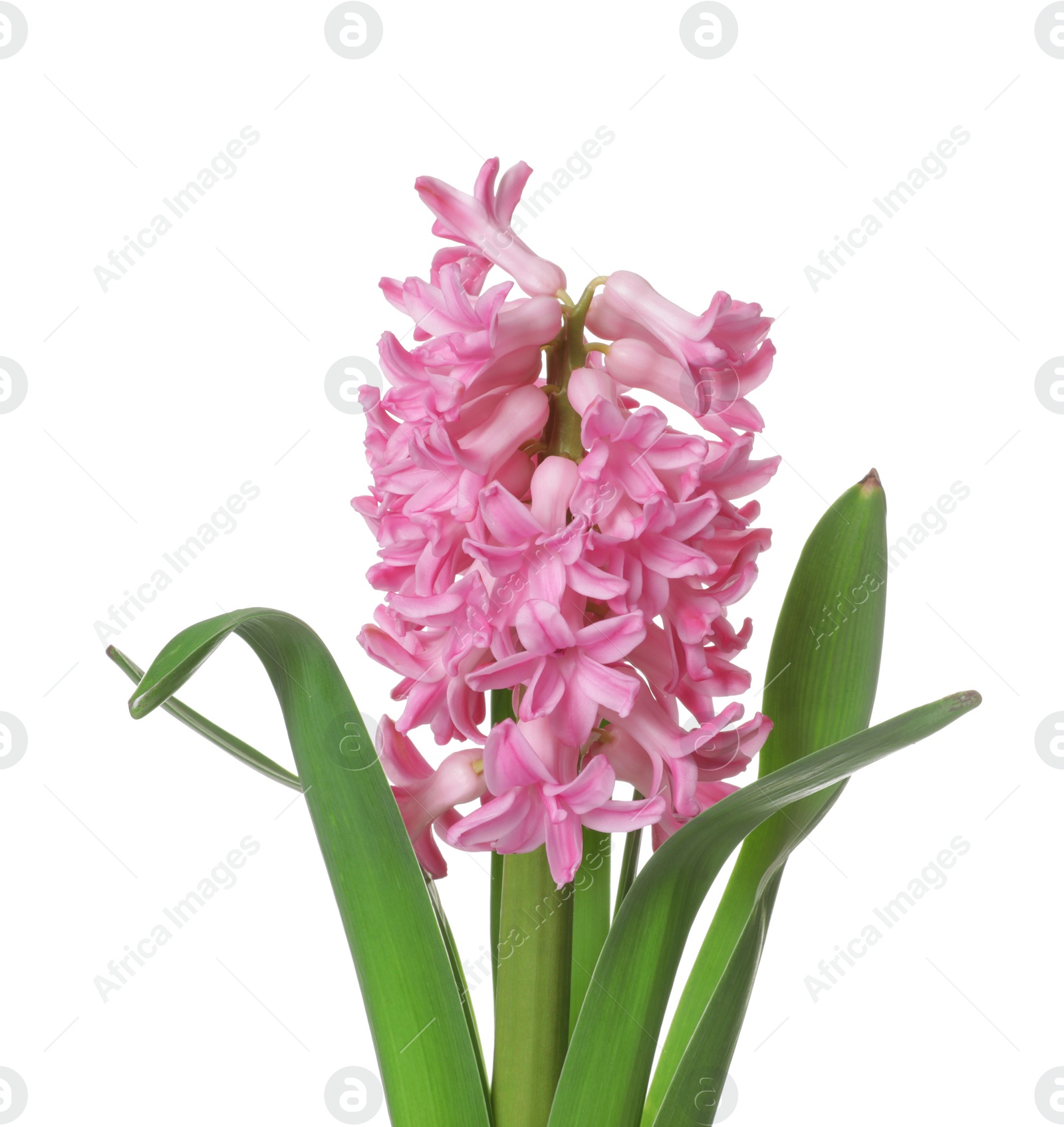 Photo of Beautiful spring hyacinth flower isolated on white