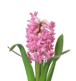 Photo of Beautiful spring hyacinth flower isolated on white