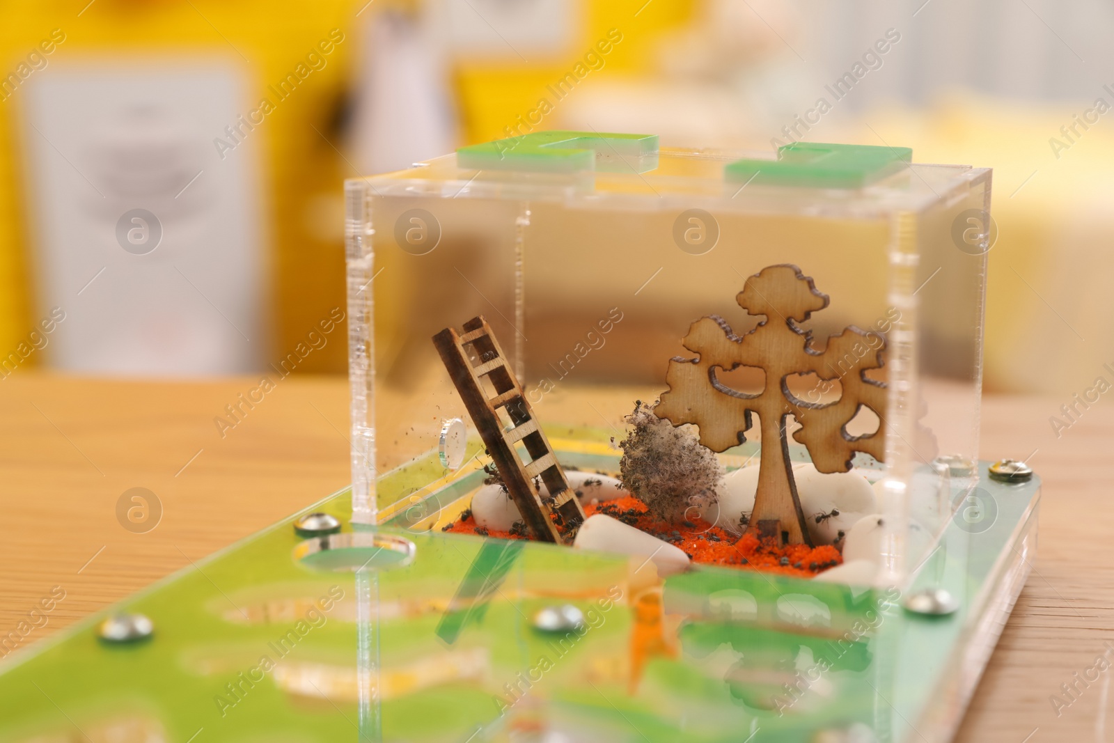 Photo of Ant farm (formicarium) on table, closeup view