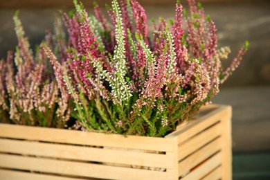 Photo of Beautiful heather flowers in crate near wooden wall, closeup