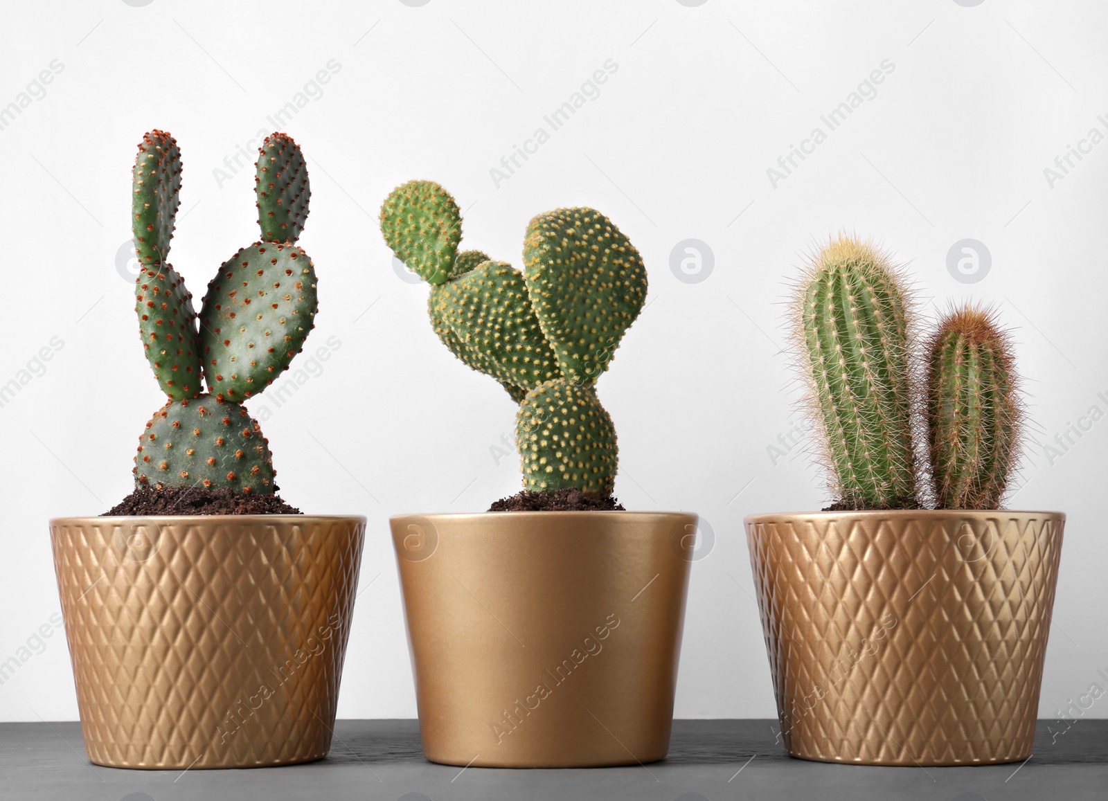 Photo of Different cacti in pots on gray wooden table