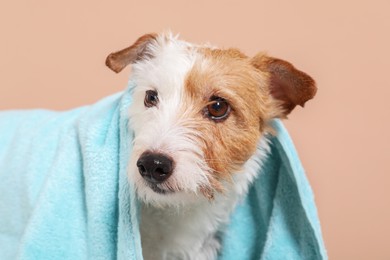 Portrait of cute dog with towel on beige background