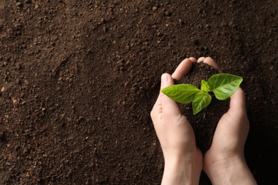 Woman holding young plant over soil, top view with space for text. Gardening time