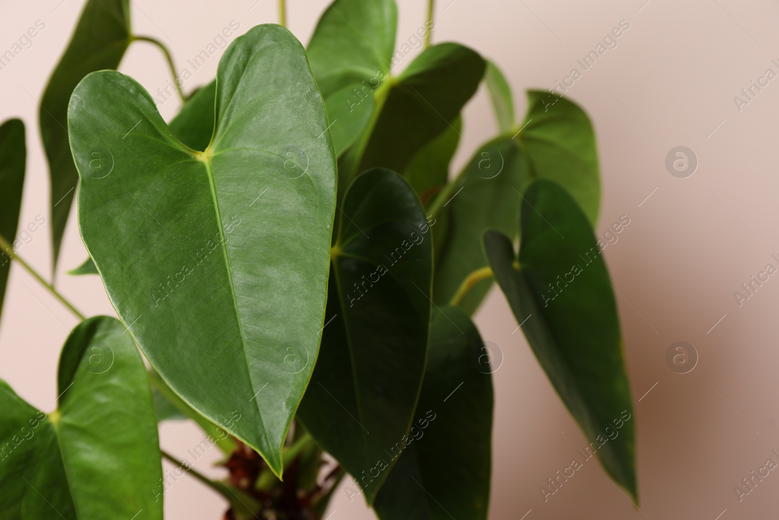 Photo of Beautiful anthurium on beige background. House plants