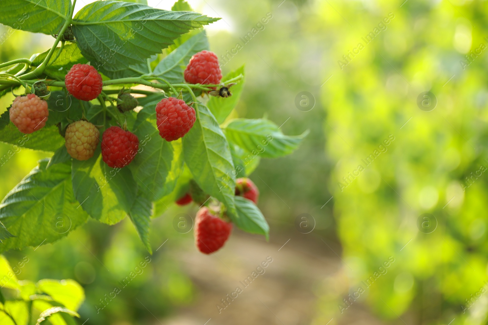 Photo of Raspberry bush with tasty ripe berries in garden, closeup