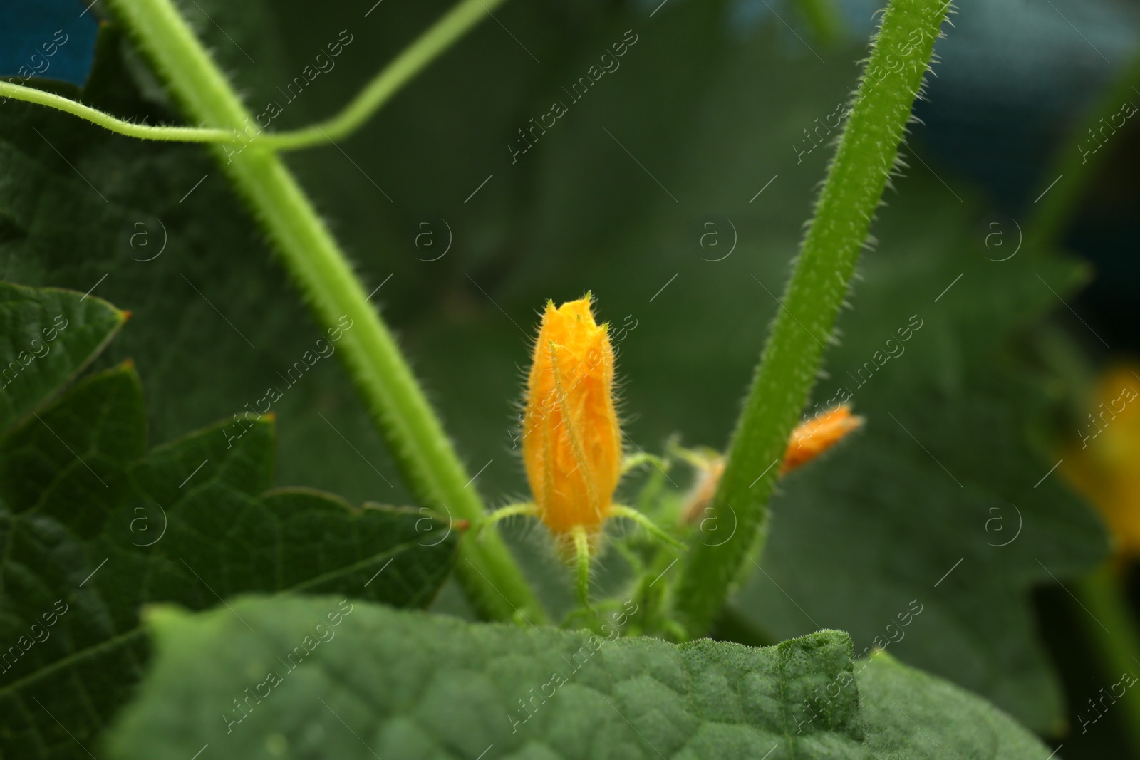 Photo of Blooming cucumber plant on blurred background, closeup