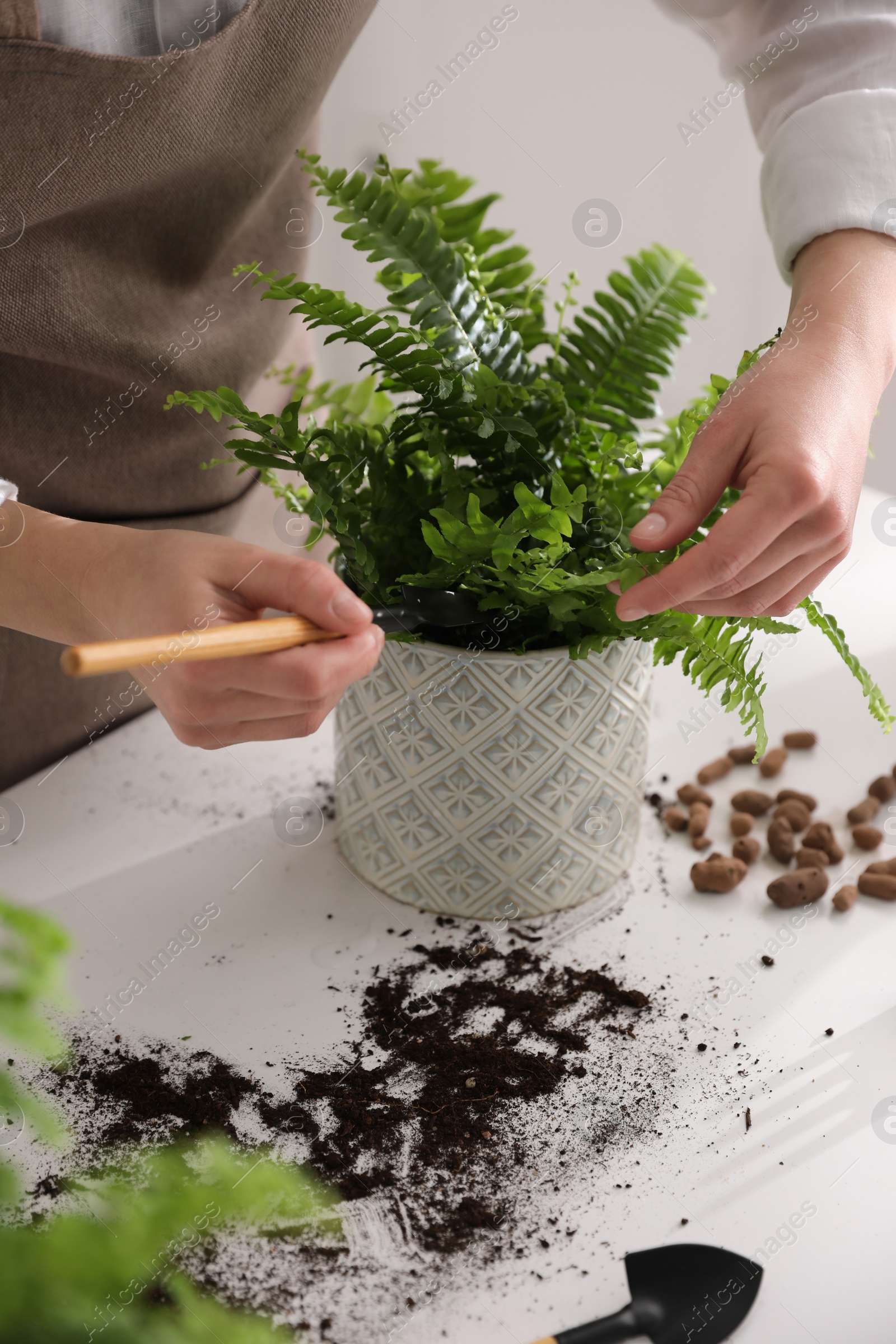 Photo of Woman planting fern at white table indoors, closeup