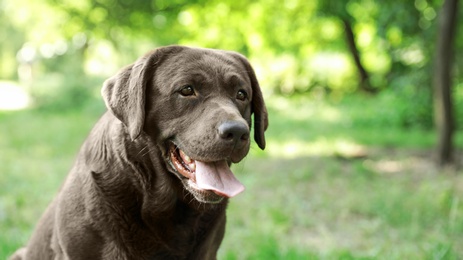 Funny Chocolate Labrador Retriever in green summer park