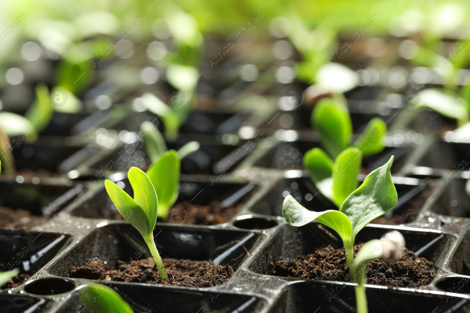 Photo of Seedling tray with young vegetable sprouts, closeup