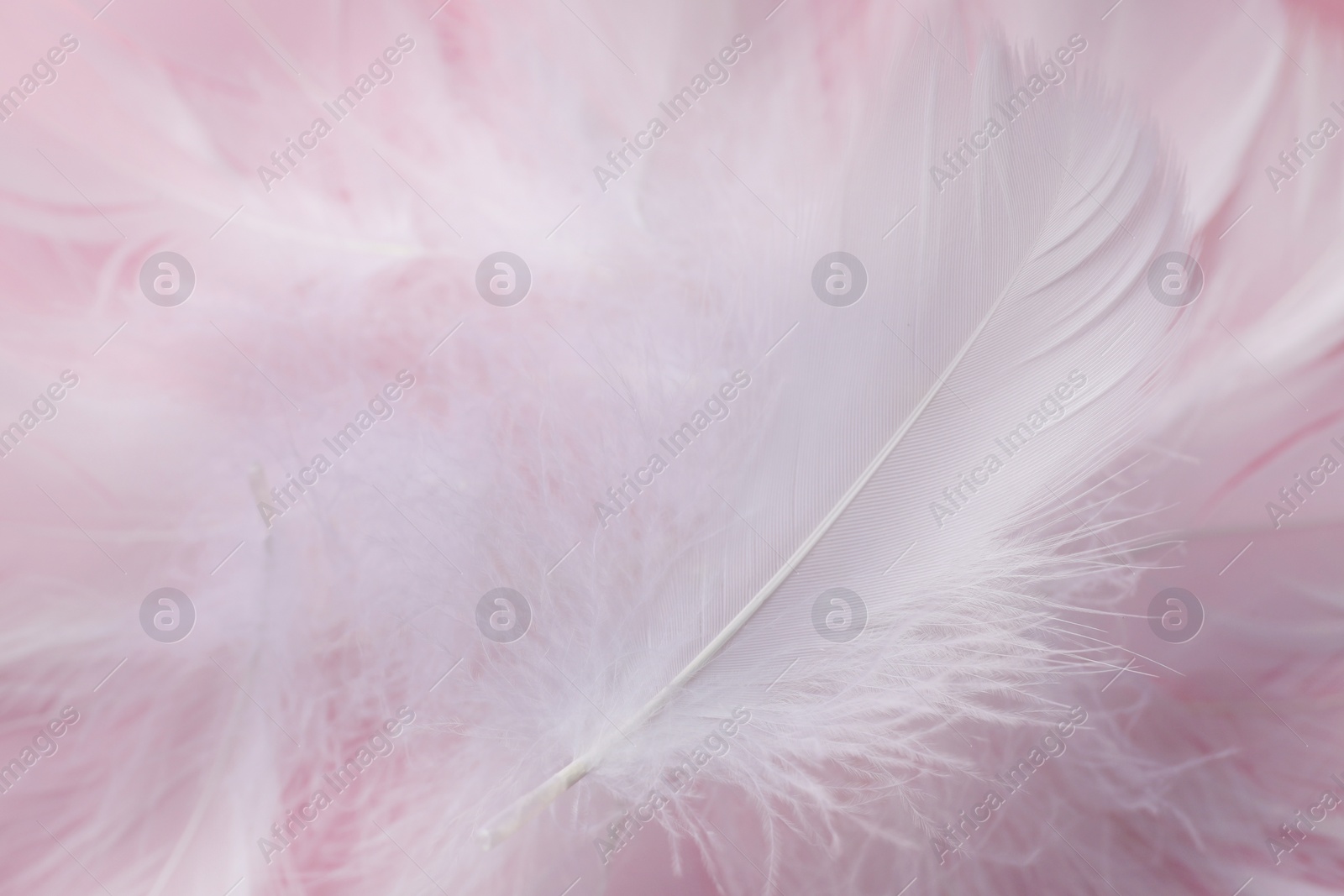 Photo of Fluffy bird feathers on pink background, closeup