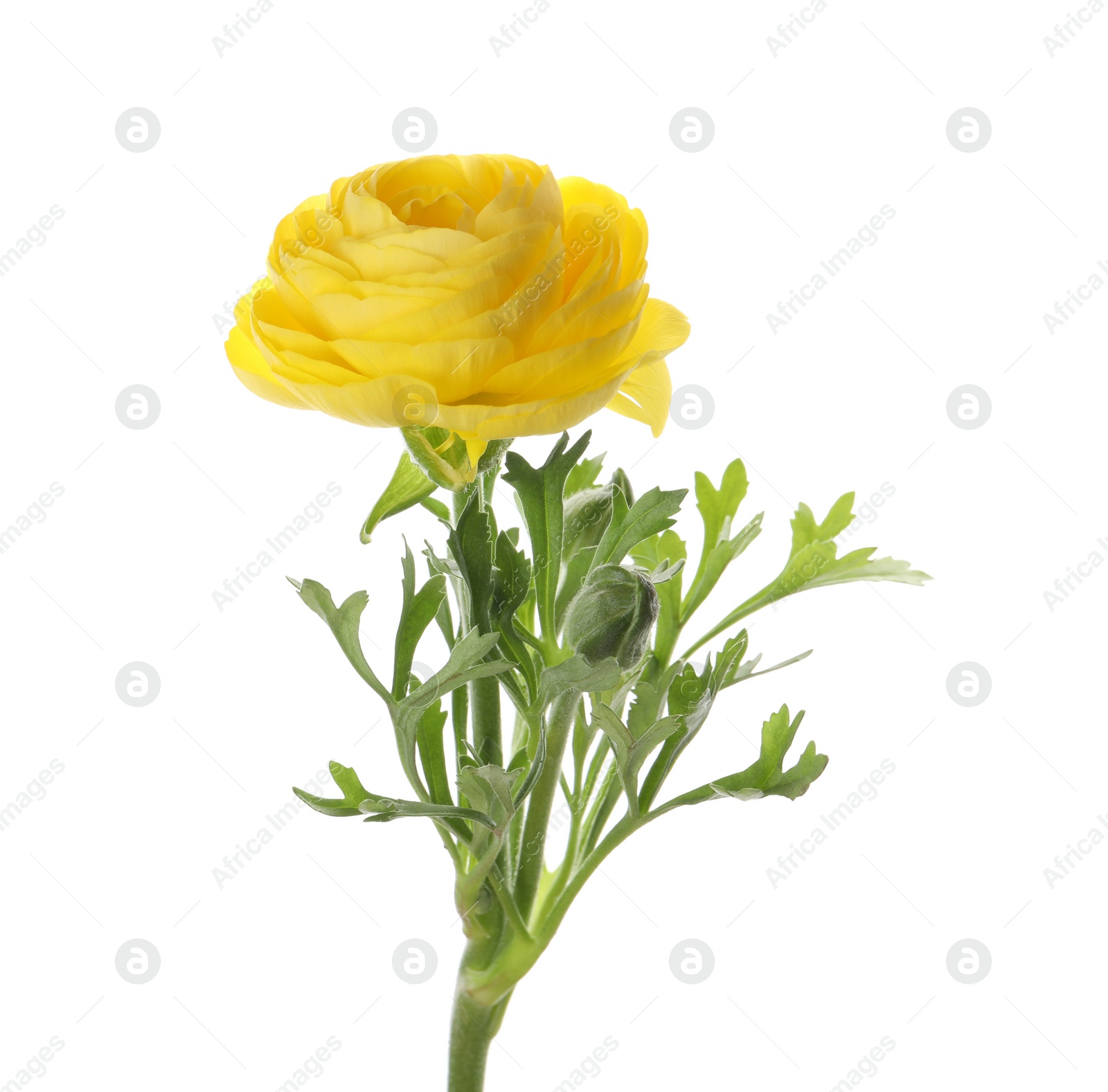 Photo of Beautiful yellow ranunculus flower on white background