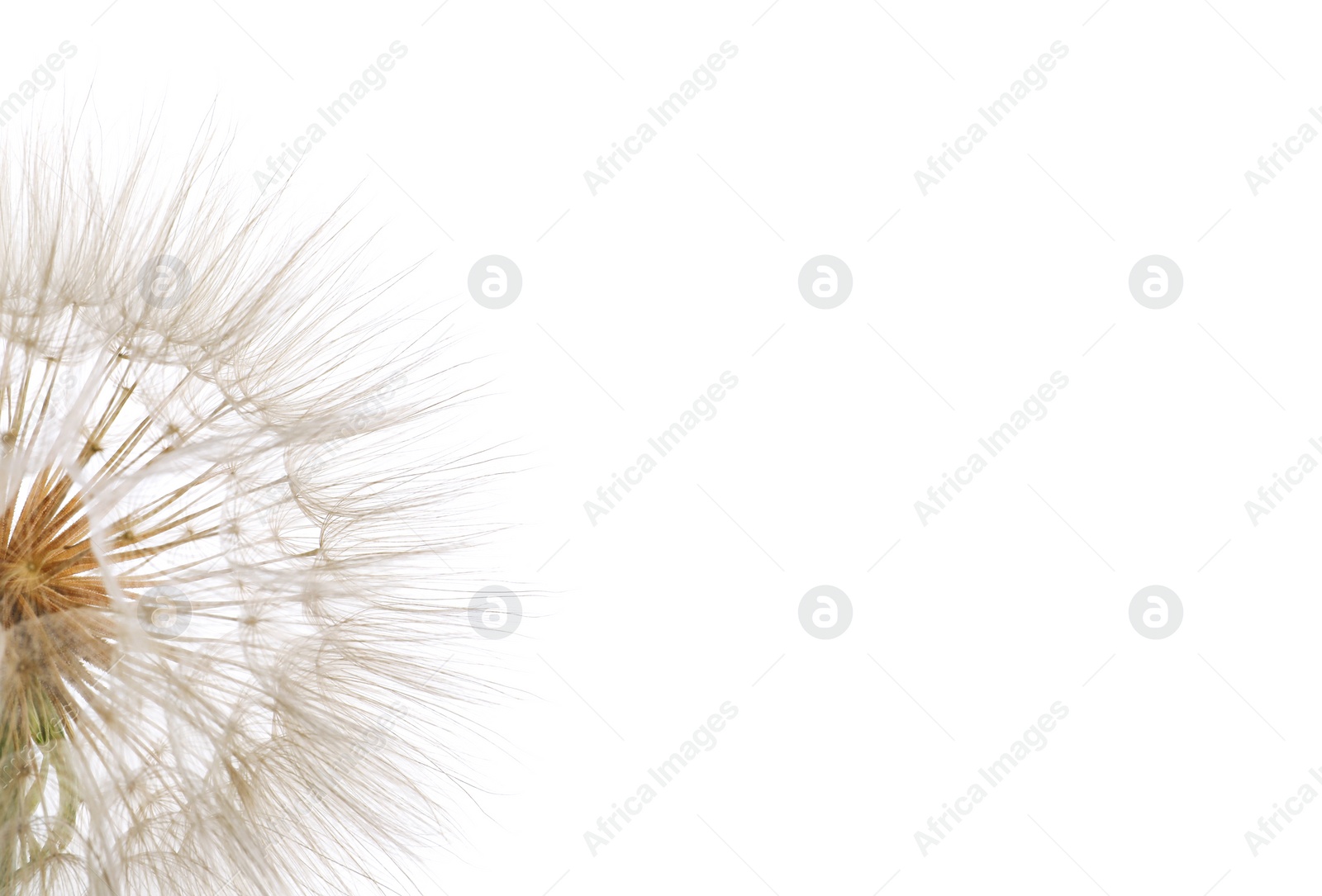 Photo of Beautiful dandelion seed head on white background