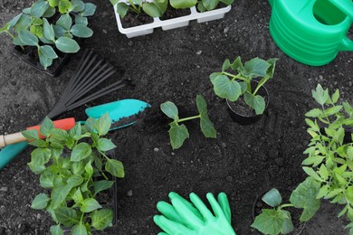 Young seedlings in ground, watering can, rake, gardening gloves and shovel outdoors, flat lay