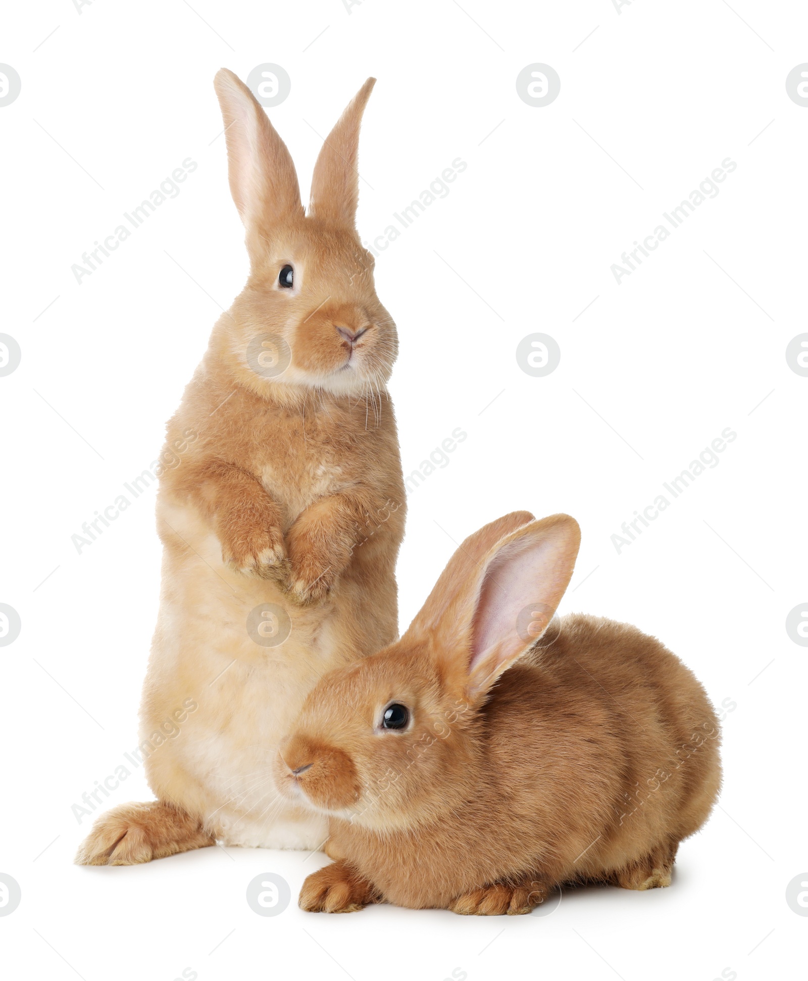 Photo of Cute bunnies isolated on white. Easter symbol