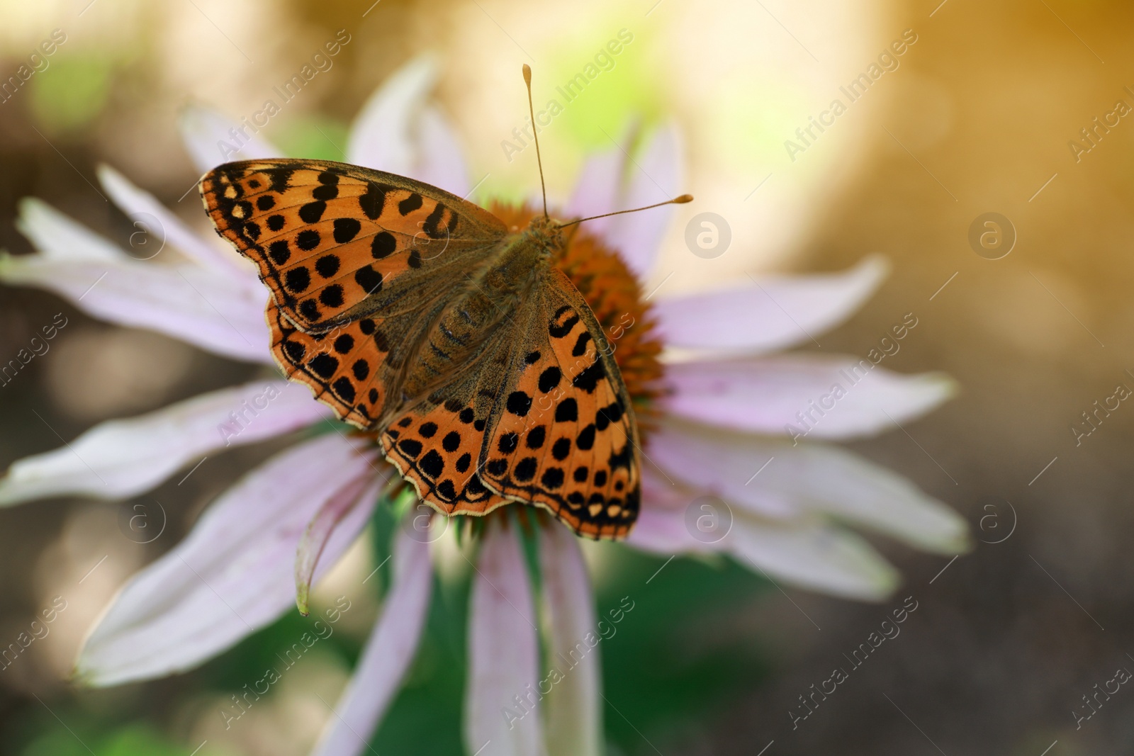 Photo of Beautiful butterfly on pink Echinacea flower outdoors, closeup