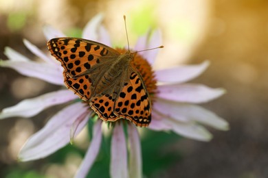 Photo of Beautiful butterfly on pink Echinacea flower outdoors, closeup