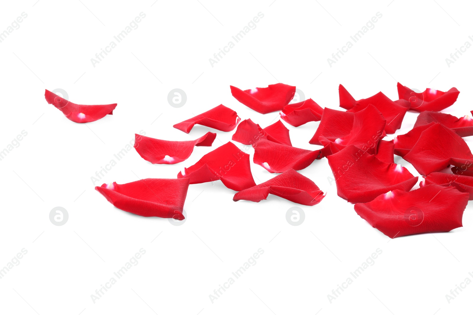 Photo of Beautiful red rose petals on white background