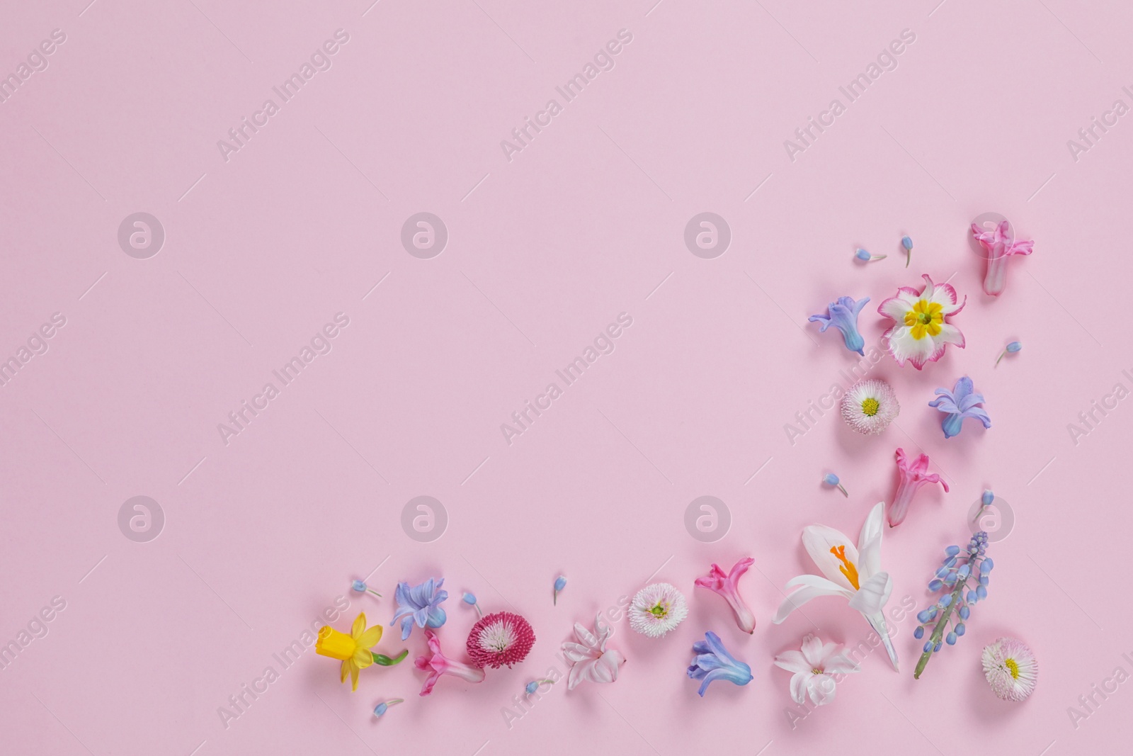 Photo of Flat lay composition with hyacinth and other spring flowers on color background, space for text