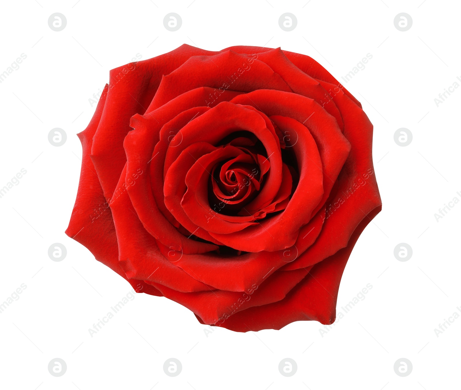 Photo of Beautiful fresh red rose isolated on white