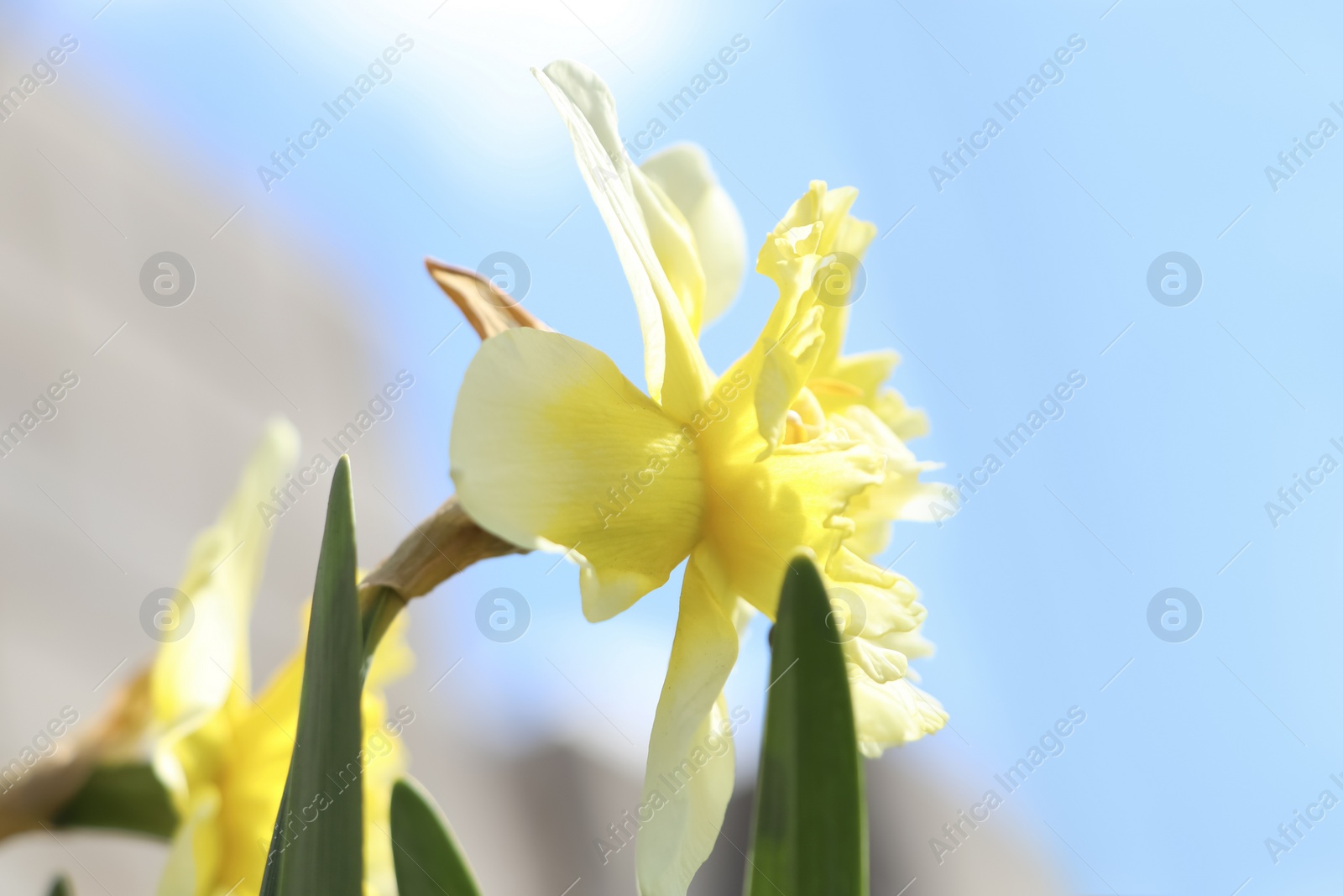 Photo of Beautiful daffodils growing in garden on sunny day, closeup