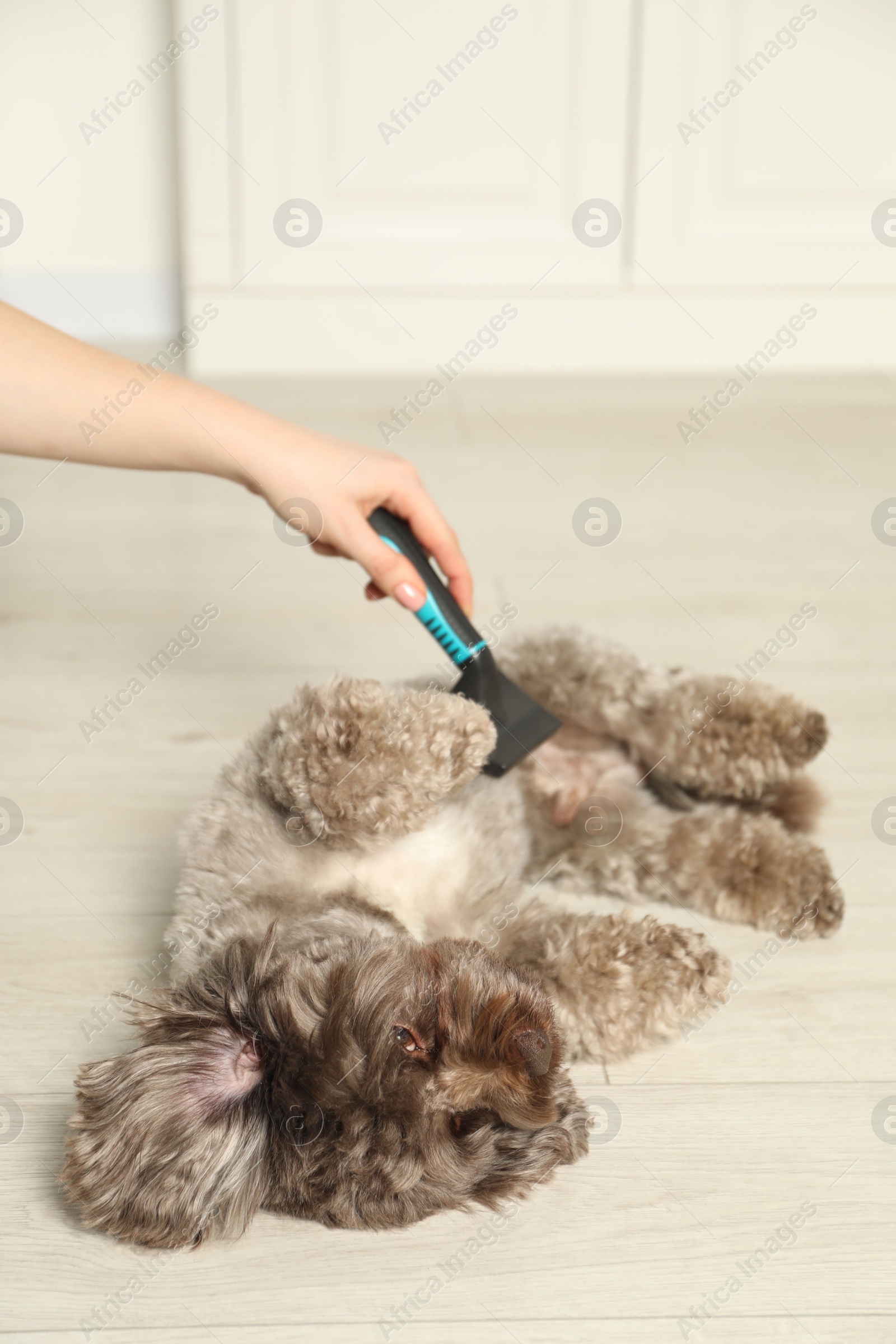 Photo of Woman brushing cute Maltipoo dog indoors, closeup. Lovely pet