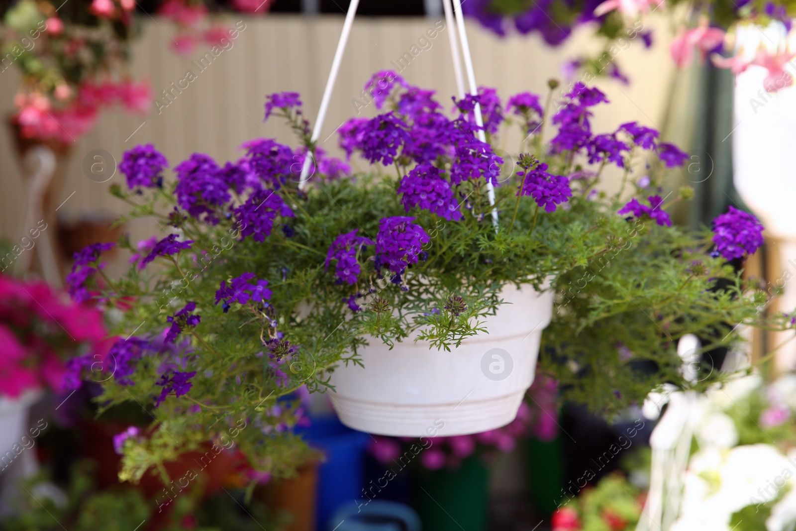 Photo of Beautiful purple flowers in plant pot hanging outdoors