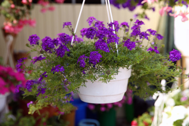 Beautiful purple flowers in plant pot hanging outdoors