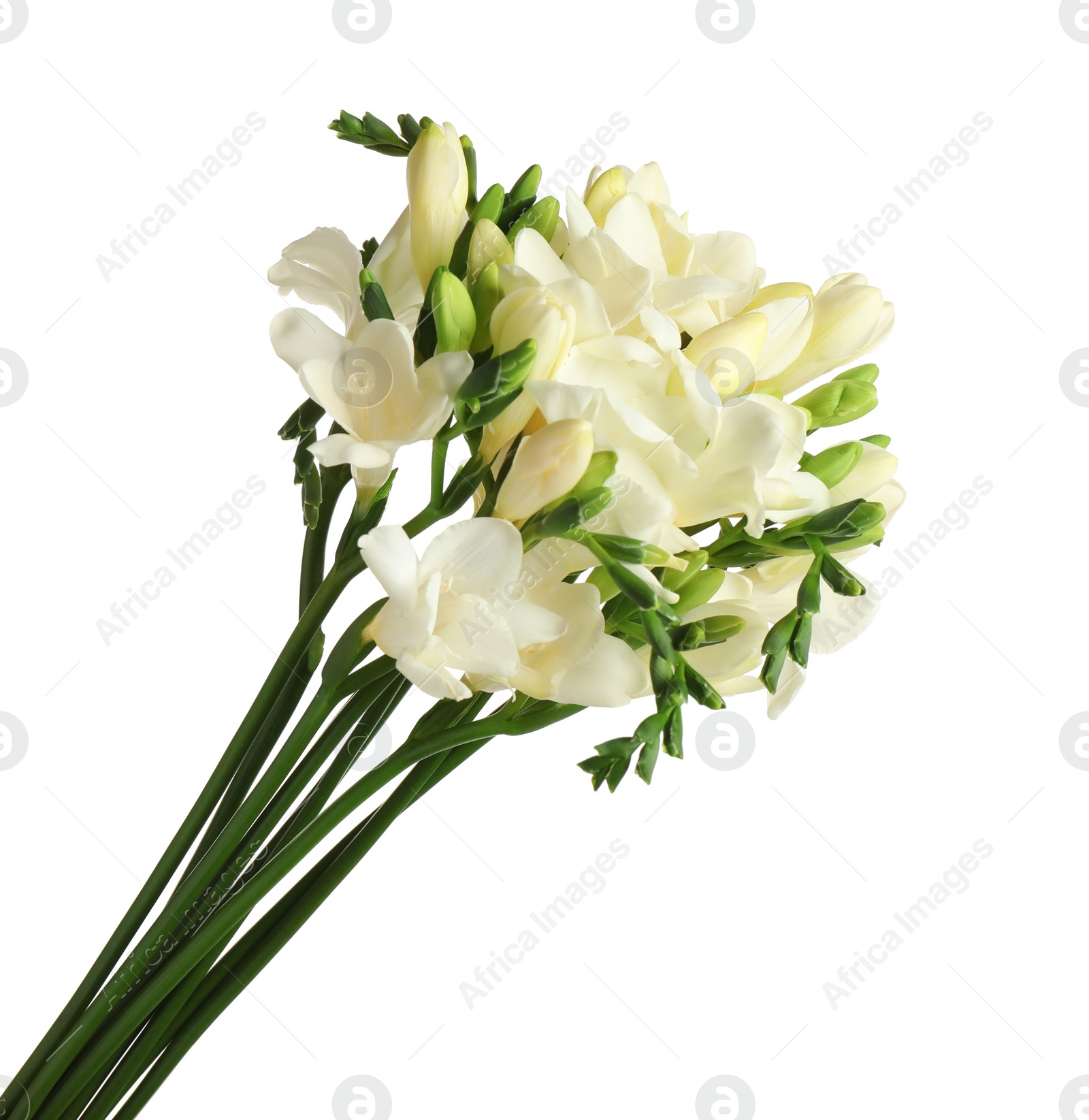 Photo of Beautiful blooming freesia flowers isolated on white