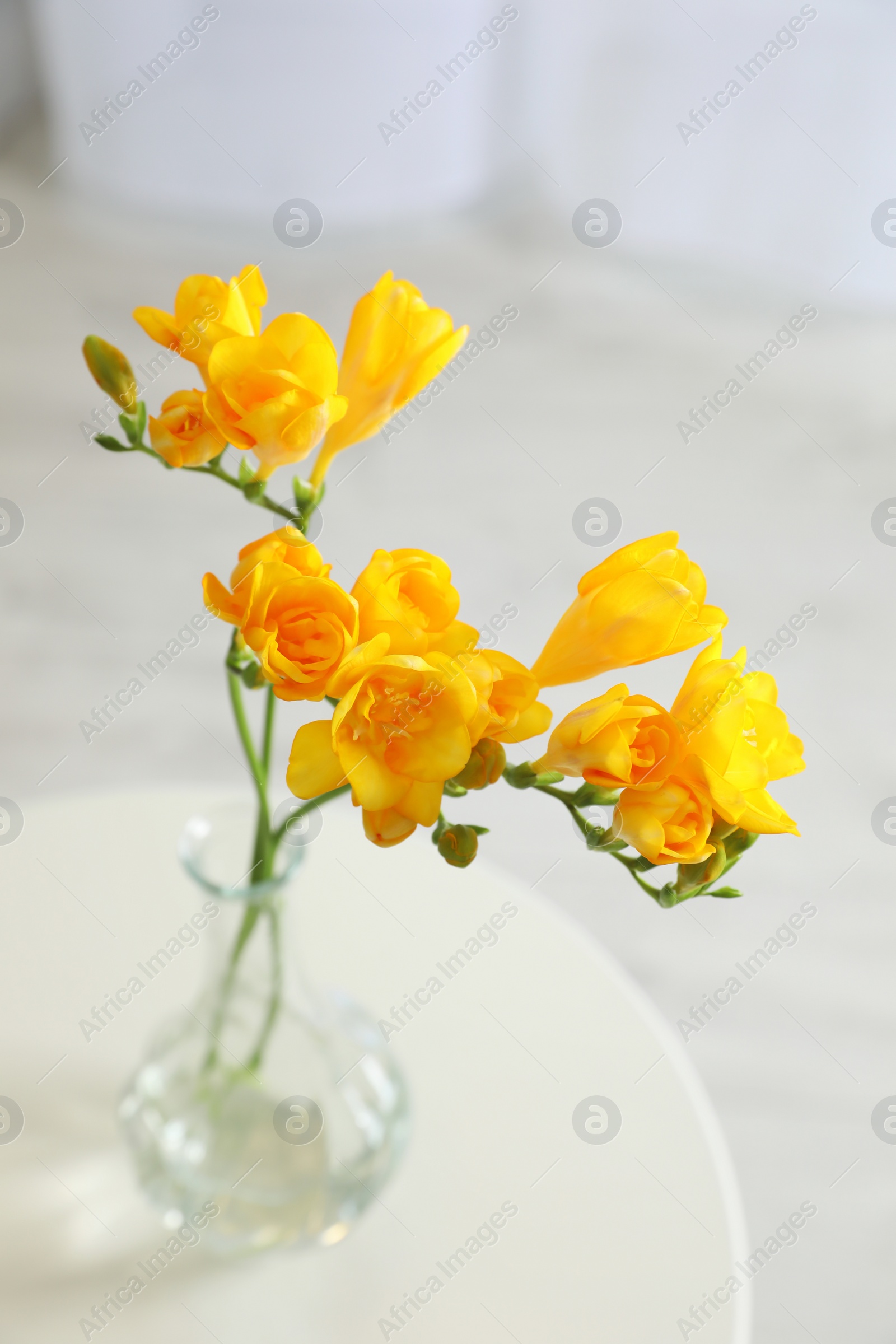 Photo of Beautiful yellow freesia flowers on table indoors