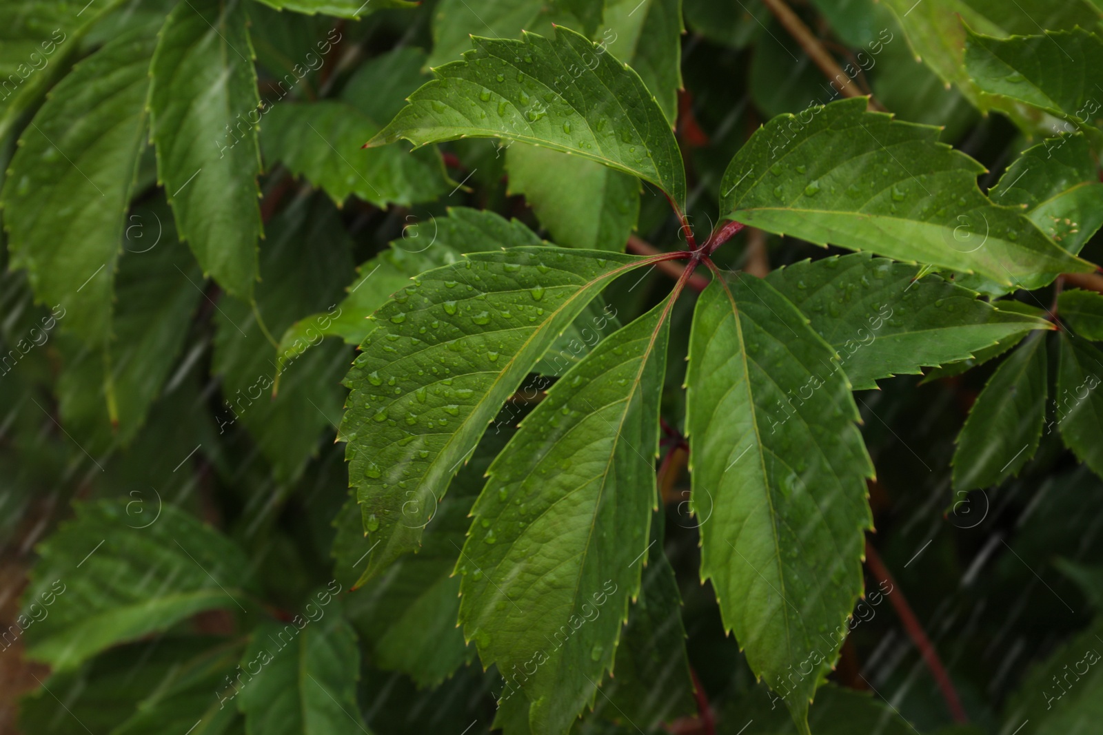 Photo of Green leaves with water drops during rain, closeup