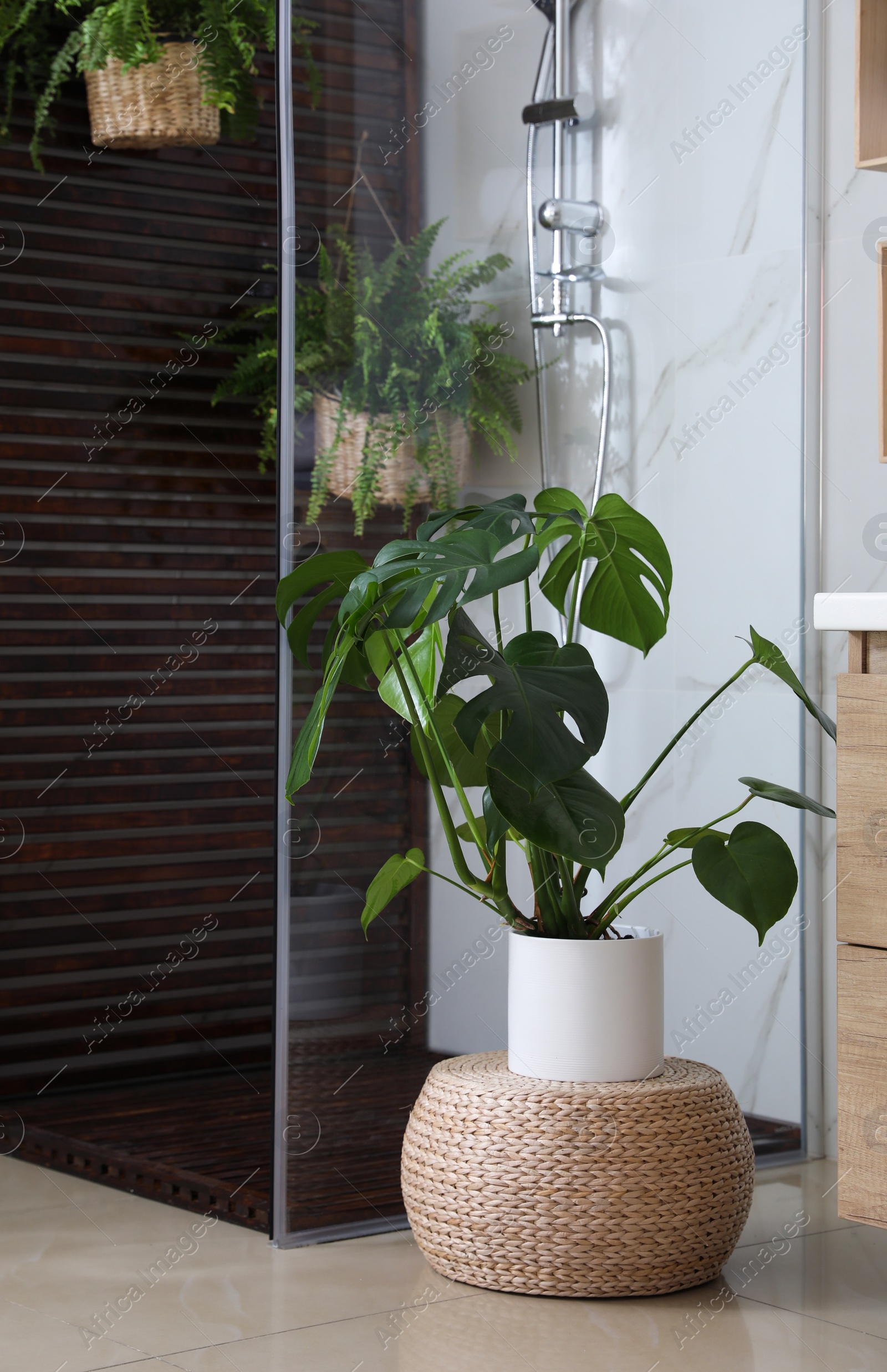 Photo of Beautiful houseplant on wicker pouf near shower stall in bathroom interior. Idea for design