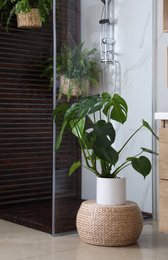 Beautiful houseplant on wicker pouf near shower stall in bathroom interior. Idea for design