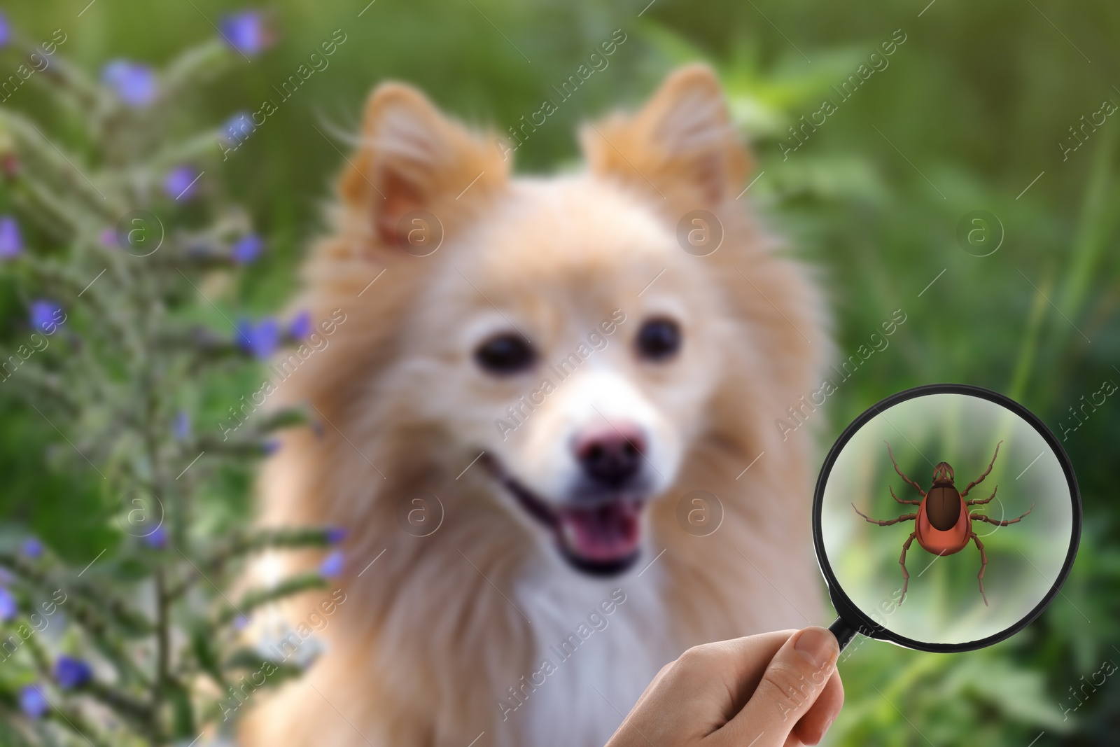 Image of Cute dog outdoors and woman showing tick with magnifying glass, selective focus. Illustration