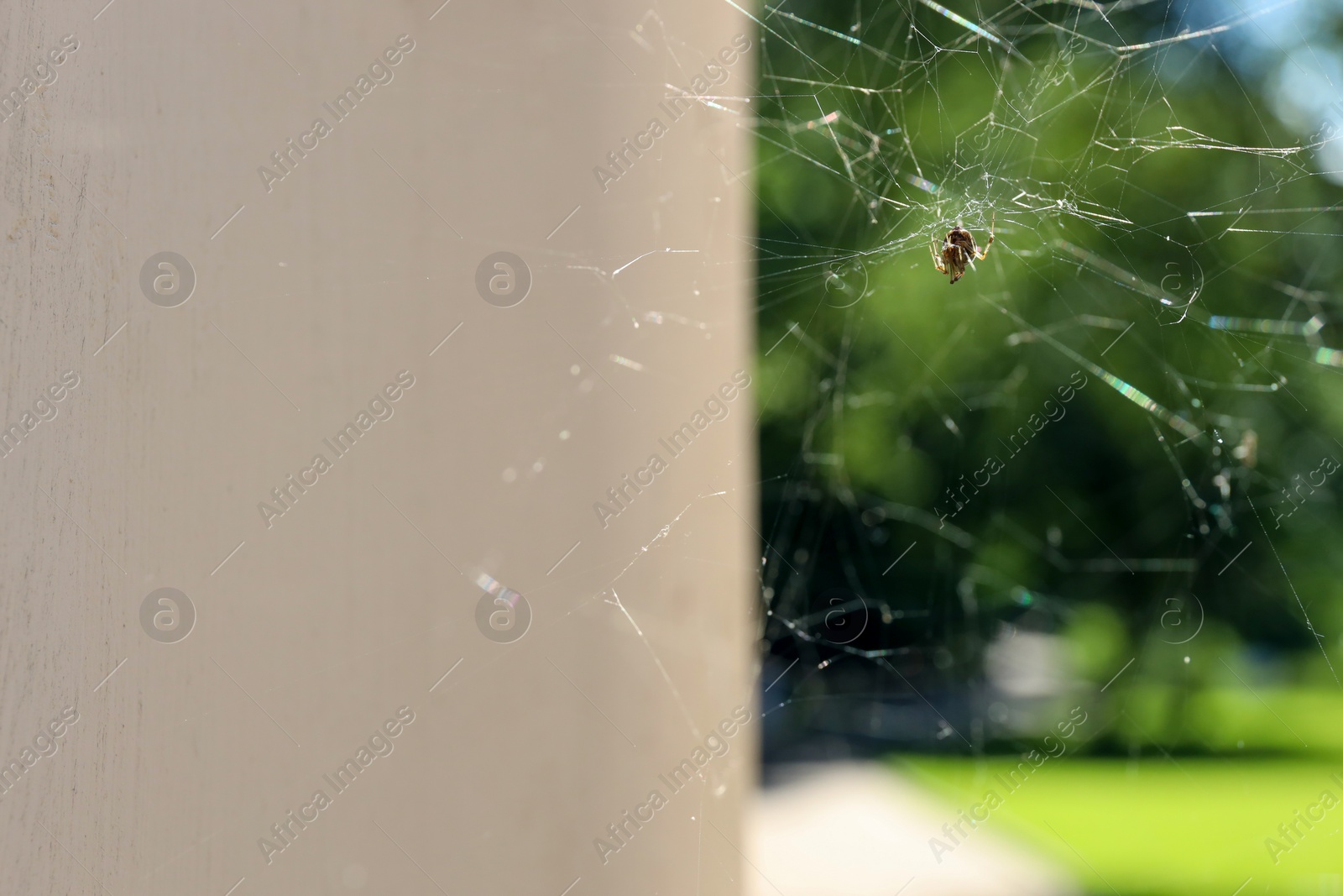 Photo of Cobweb and spider on building outdoors, closeup. Space for text