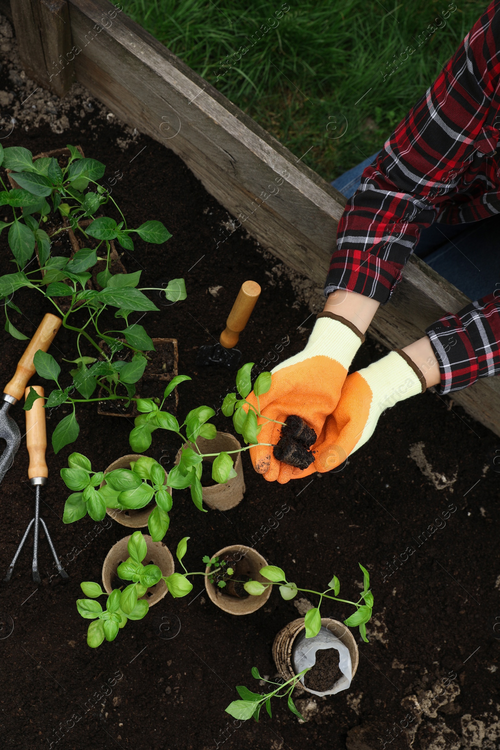 Photo of Woman transplanting seedlings from container in soil outdoors, top view