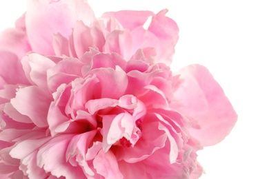 Photo of Fragrant peony on white background, closeup view. Beautiful spring flower