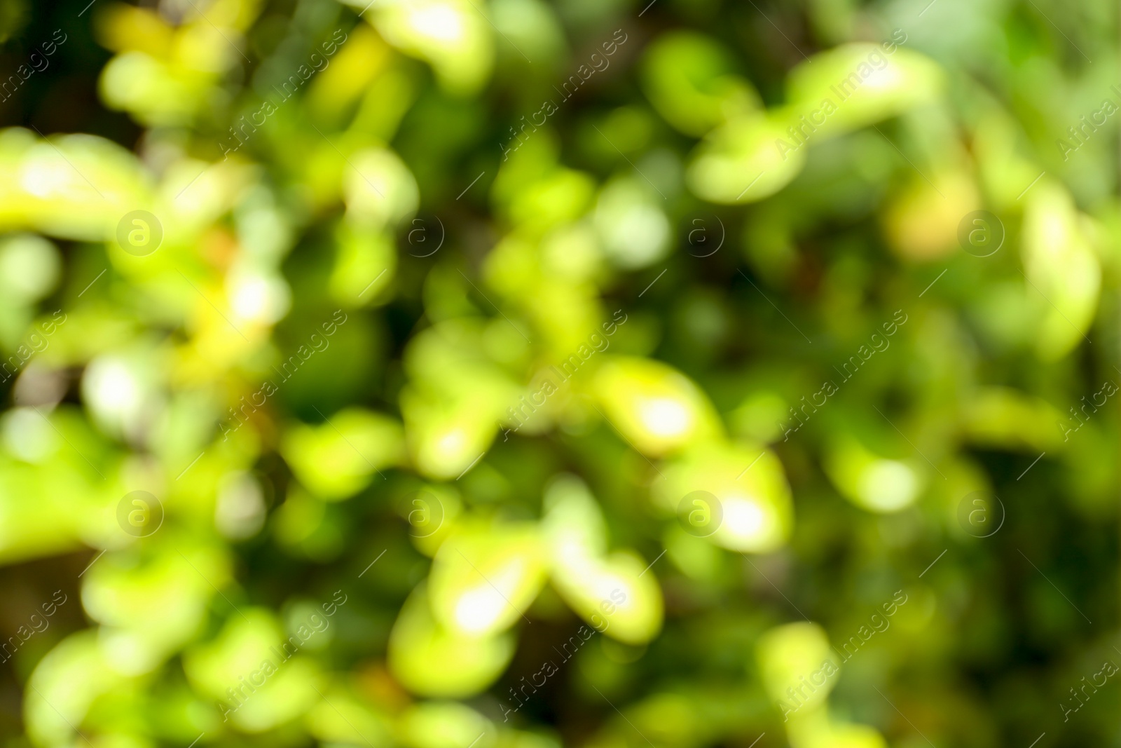 Photo of Blurred view of abstract green background. Bokeh effect