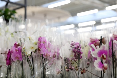 Photo of Beautiful blooming tropical orchid flowers in store