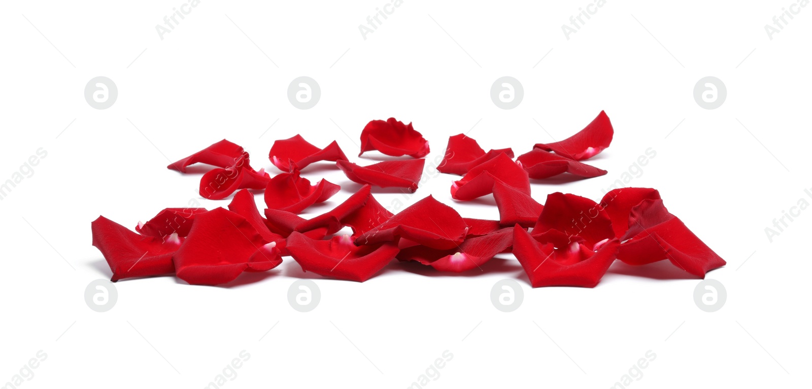 Photo of Beautiful red rose petals on white background