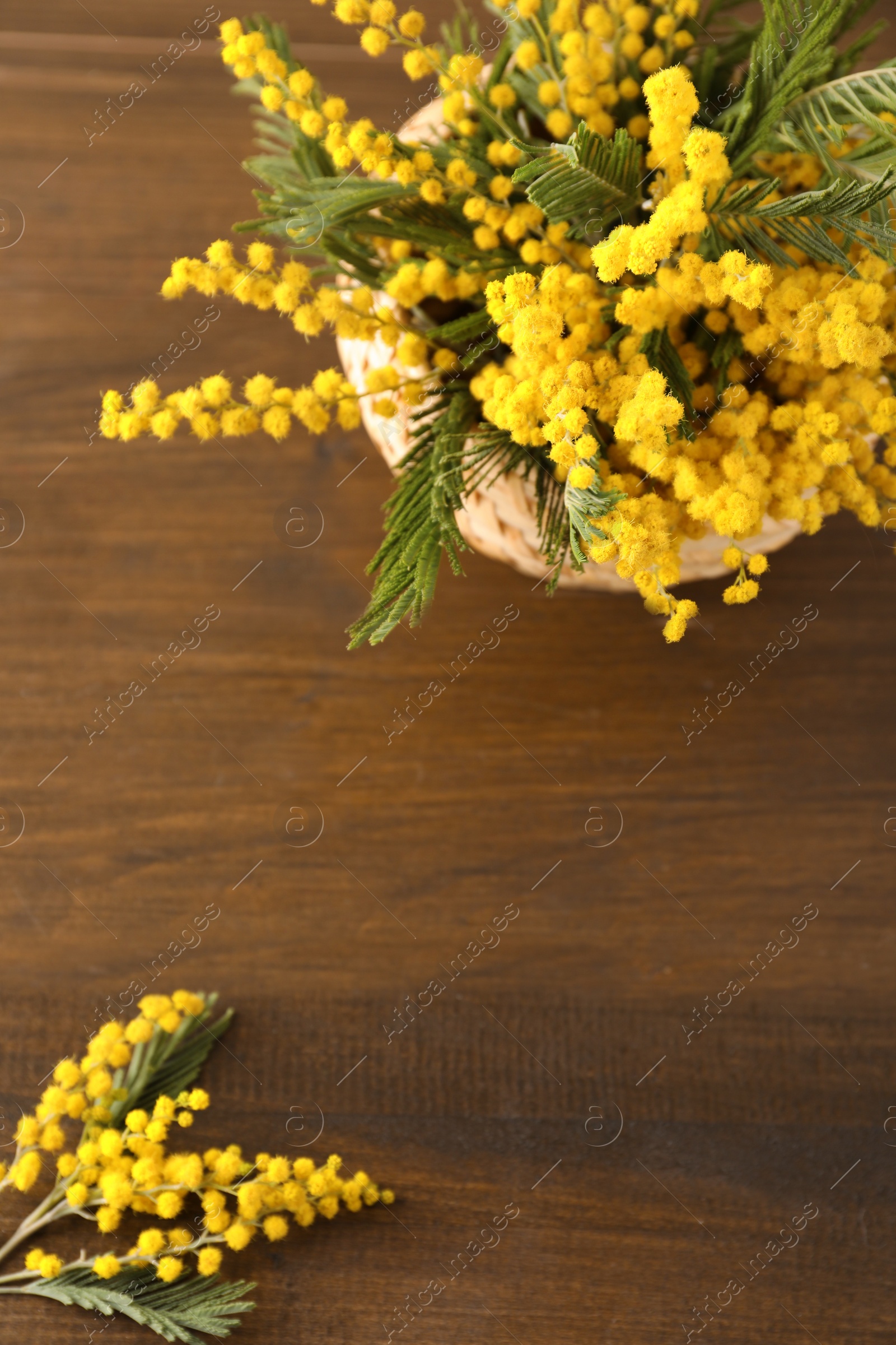 Photo of Beautiful mimosa flowers in wicker basket on wooden table, flat lay. Space for text