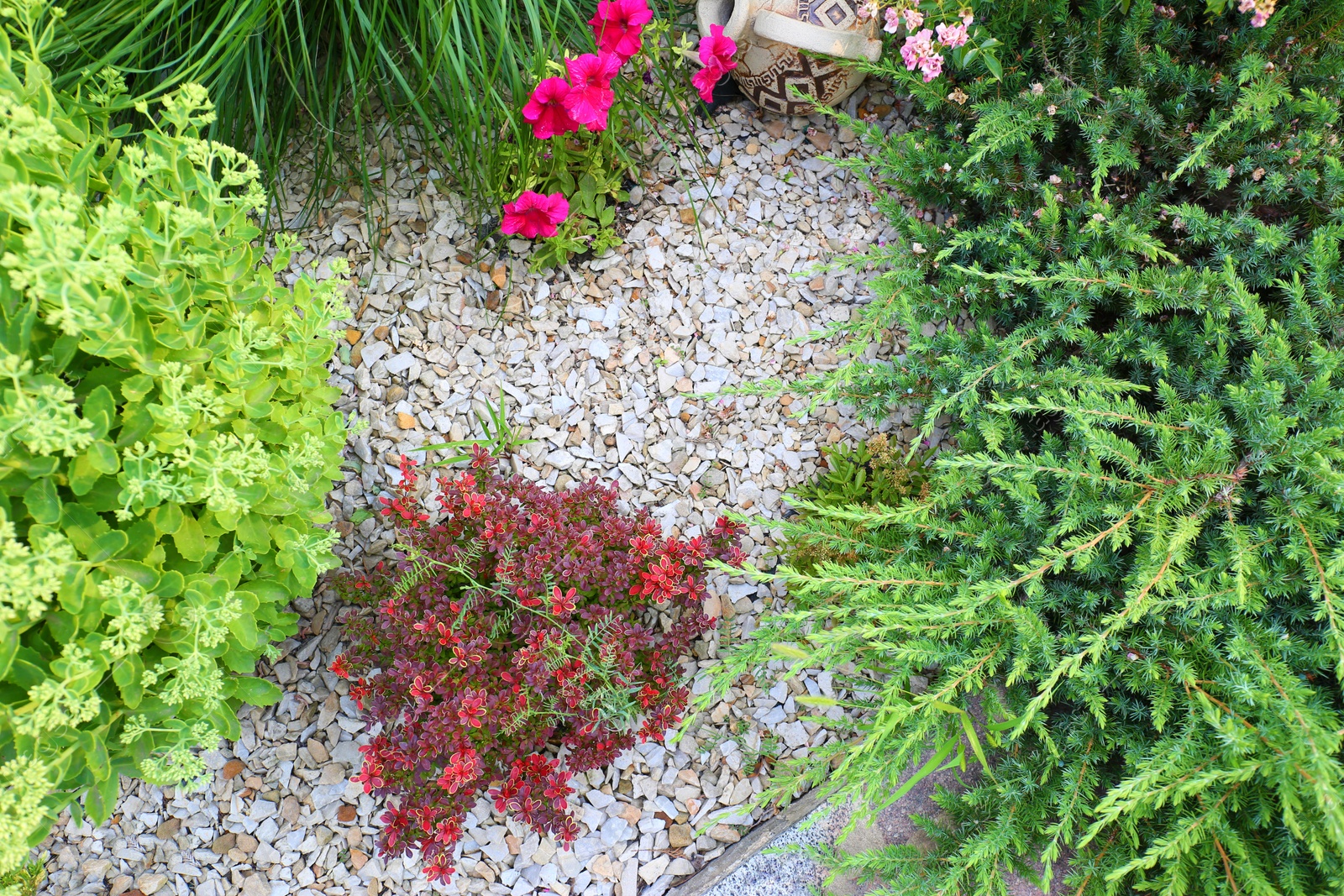 Photo of Different plants in green garden on summer day