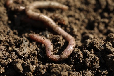 Photo of Worm on wet soil on sunny day, closeup