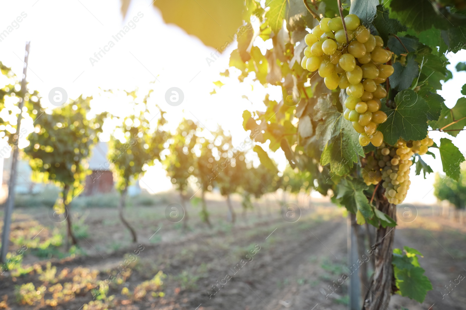 Photo of Bunch of ripe juicy grapes on branch in vineyard
